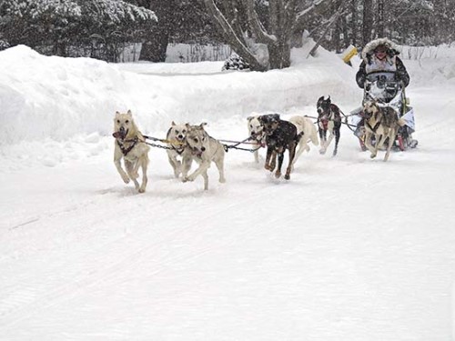 Garrett Neese/Daily Mining Gazette Kristen Dippold approaches the finish line for the final stage of the Copper Dog 150 in Eagle Harbor Sunday.
