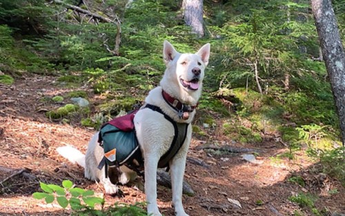 Dexter, the family dog of Lee-Rae Jordan-Oliver and Matt Oliver of Hodgdon. (Courtesy of Oliver family)
