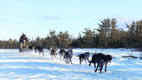 Sled dog races are set to go this coming weekend in Crutwell. (submitted photo/Dave Rondeau)