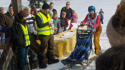 Musher Morgan Anderson takes off from the start gate of the Eagle Cap Extreme.  Stephani Gordon/OPB