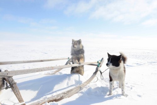 Siberian Iamar-Nenets dog in the Siberian Arctic resting beside a dog sled in the Nenets region. Credit: Robert J. Losey