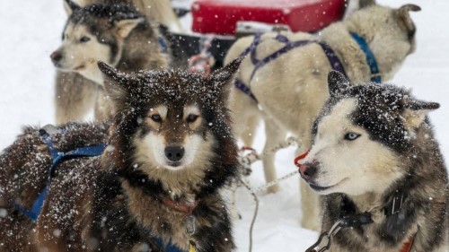 Hugo Flores hosts guests and attaches dogs to a sleigh for tourists to ride at the ‘Siberianos de Fuego’ complex in Valle de las Cotorras, near Ushuaia, Tierra del Fuego Province. 
