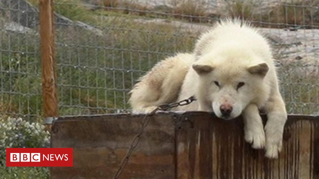 Unknown Greenland Sled Dog Pictured | Article Credit: Adrienne Murray, BBC News