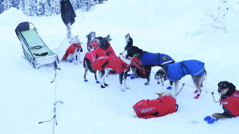 Dogs wait ready to pull a sled for Kingmik Dog Sled Tours in Lake Louise, Alta. (Axel Tardieu/CBC)