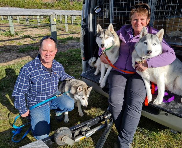 Chris Gillespie (left), of Greymouth, is competing at the Wanaka Sled Dog Festival for the first time with Mel Quinn’s show dogs, turned-novice sled dog racers, Whispa (1), Tala (3) and Monkey (6). Mel, right, operates Alpine Kennels in Greymouth. PHOTO: MARJORIE COOK