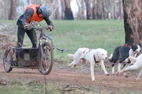 On Queen’s Birthday Weekend 2018, over 100 mushers and their dogs will converge on the Moira Park Scout Camp, Kialla West to compete in the 2018 Northern Victorian Sled Dog Club (NVSDC) Classic. On Queen’s Birthday Weekend 2018, over 100 mushers and their dogs will converge on the Moira Park Scout Camp, Kialla West to compete in the 2018 Northern Victorian Sled Dog Club (NVSDC) Classic.