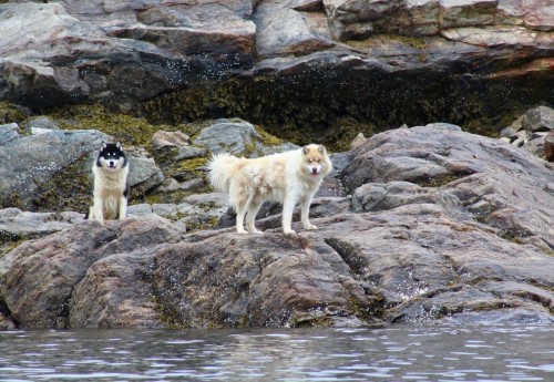 Dogs are seen in Iqaluit in this undated file photo. The Department of Health is reminding Iqaluit residents to monitor domestic animals for rabies after a sled dog in the city tested positive this week. (File photo)