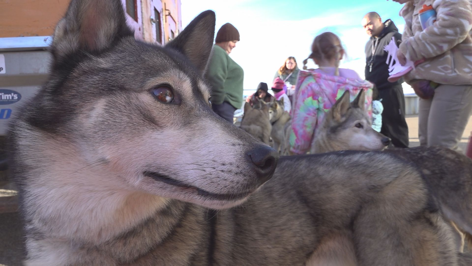 Some of October Siberians dogs at the event. | Image/Article Credit: Sophia Thomas, WCAX