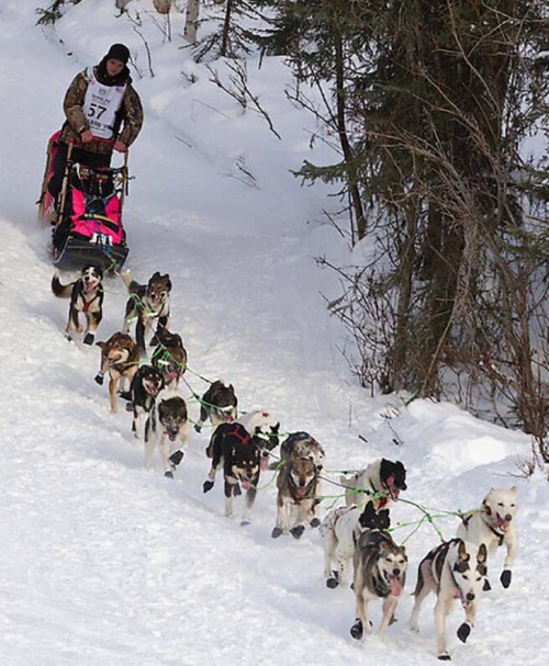 Cadet, lead dog, and Skye, last dog, left, for musher Wade Marrs are shown during the 2013 Iditarod Trail Sled Dog race. The retired Alaskan Huskies were adopted by cancer survivors Doyle and Peggy Raines of Logandale. (Courtesy Doyle Raines).