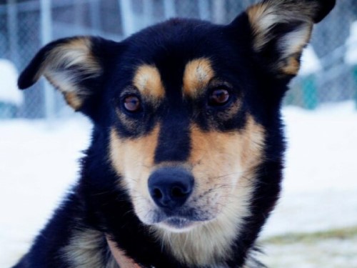 Iditarod rookie Gerhardt Thiart started calling his leader “Queen Viva” after she helped guide his team out of a difficult situation during an Iditarod qualifier last year. (Photo credit Gerhard Thiart) Iditarod rookie Gerhardt Thiart started calling his leader “Queen Viva” after she helped guide his team out of a difficult situation during an Iditarod qualifier last year. (Photo credit Gerhard Thiart)