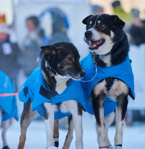 CREDIT YUKON QUEST INTERNATIONAL SLED DOG RACE