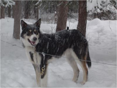 husky pointer