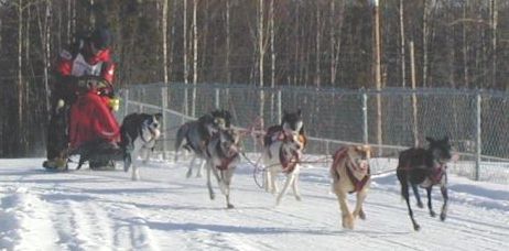 chezik.jpg (23869 bytes)