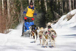 Kelly Kokesch and his 10 dog team