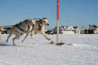 Val Gagne Ubi & Moose