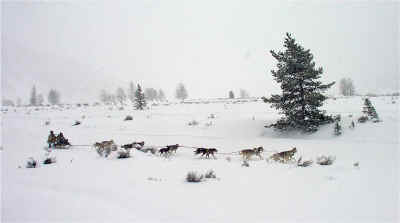 Musher TC Wait, rider Debra Su Stephens