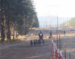 Twelve Dog Teams finishing