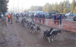 Joe Loveless in the chute