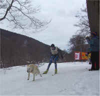 Skijoring