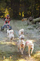 Patriarca Pierangelo