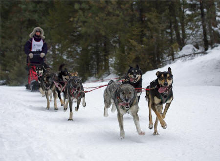 Jenny Greger at the Washington Snow Dog Super Mush  