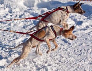 John Gomes Photo : Ready to go at the ASDRA Jr Championships