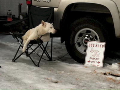 Bruce Hagstrom photo : Tundra Paws supervising the parking lot at the Crystal Dog Challenge on January 8, 2012.